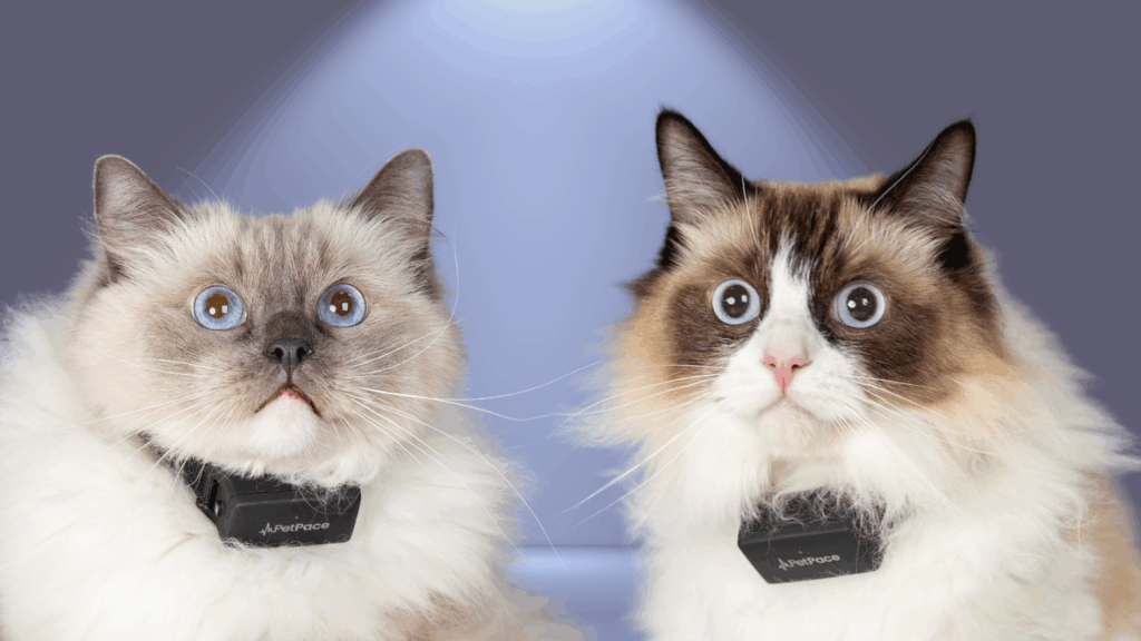 Using PetPace to Better Understand Stress and Adaptation in Shelter Cats